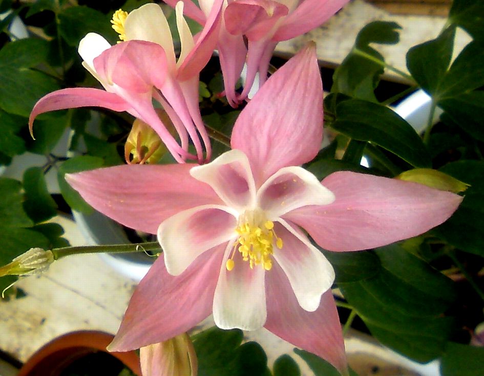 e0149934_5535559.jpg