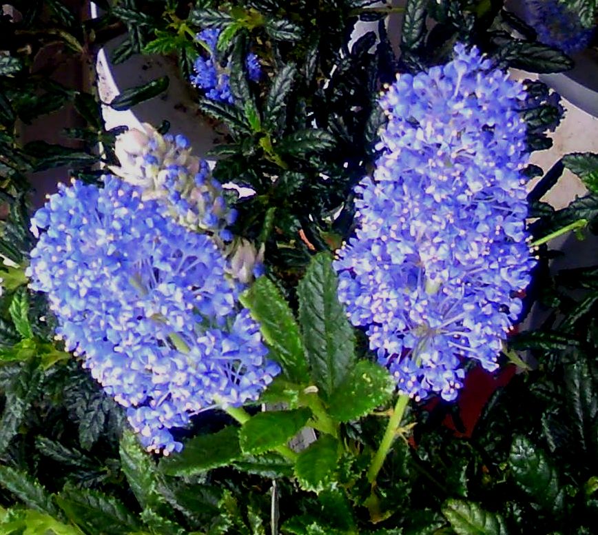 e0149934_554829.jpg