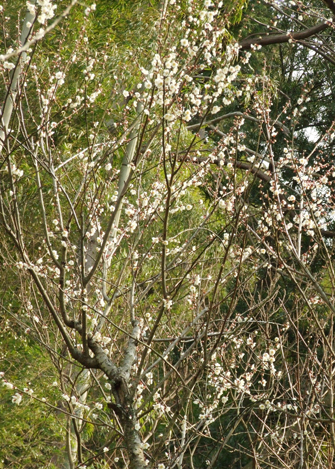 f0132391_1638780.jpg