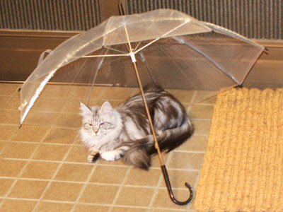 e0019594_23572310.jpg