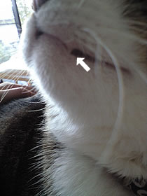 c0035001_14201132.jpg