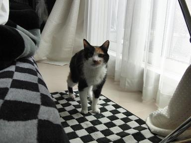 c0201113_18555834.jpg