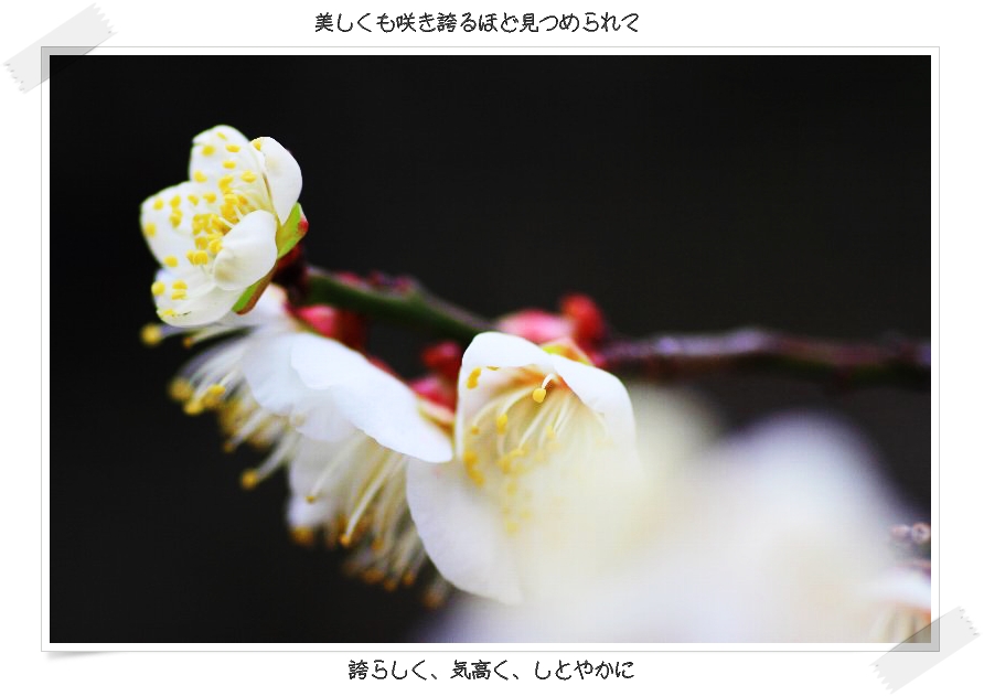 b0180042_23303975.jpg