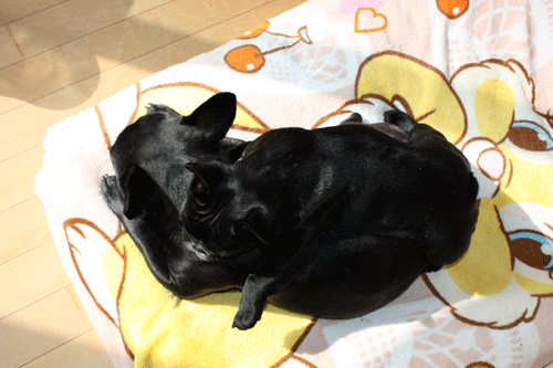 e0192548_14225532.gif