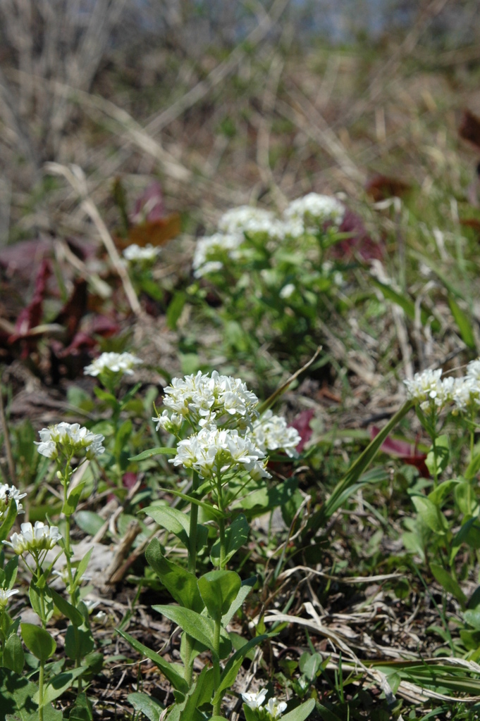 d0098057_520610.jpg