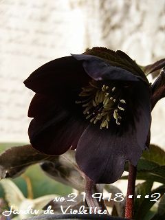 e0118257_1627166.jpg