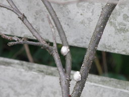 e0184558_8144055.jpg