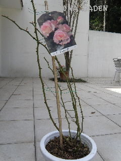 e0184558_863497.jpg
