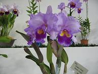 a0152314_15173293.jpg