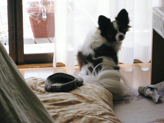 a0149240_2150986.jpg