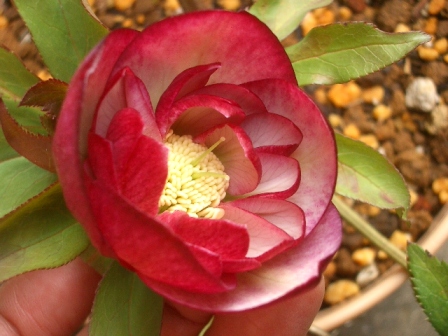 c0025140_2391750.jpg