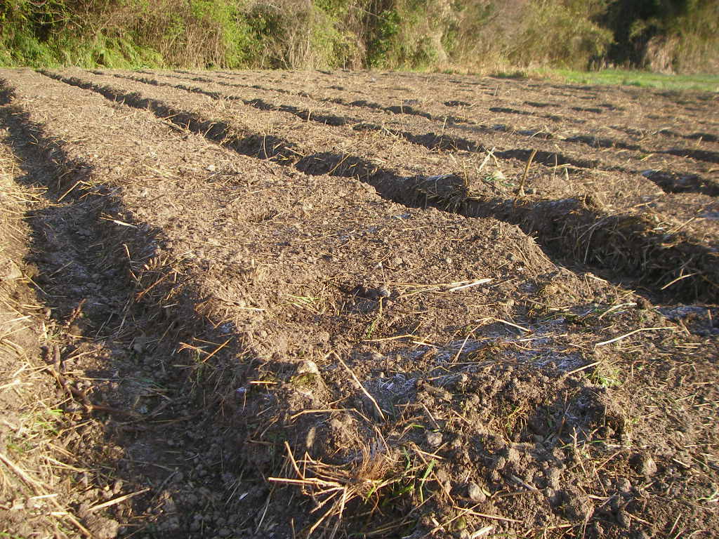 e0181260_8233772.jpg