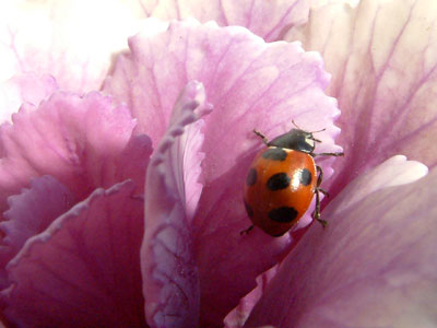 c0050264_22355364.jpg
