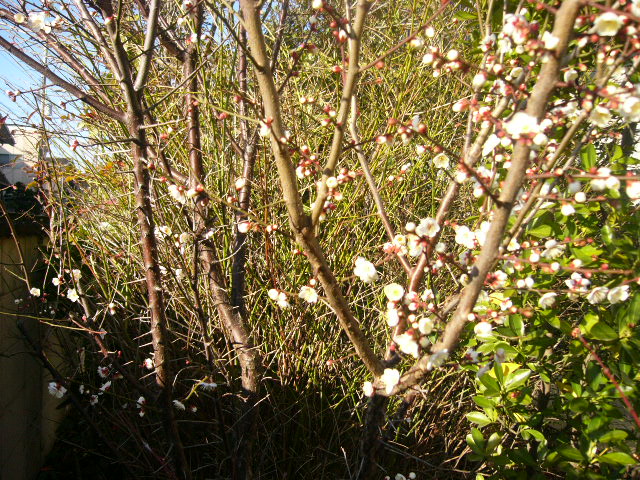 a0111166_1775179.jpg