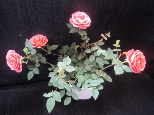 c0202870_944338.jpg