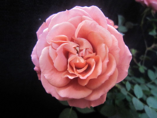 c0202870_9445041.jpg