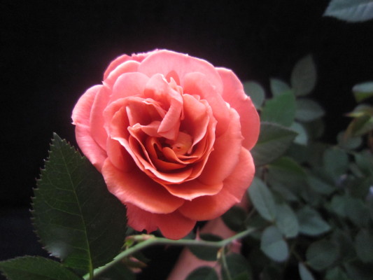 c0202870_945685.jpg