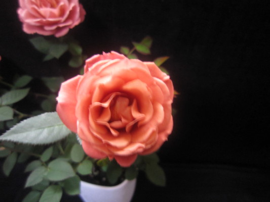 c0202870_951790.jpg