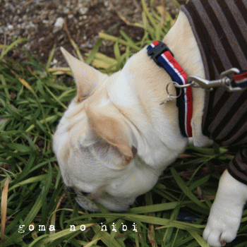 b0180085_20514827.gif