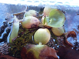 d0048332_815875.gif