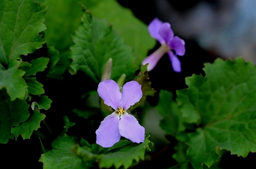 a0017634_2034513.jpg