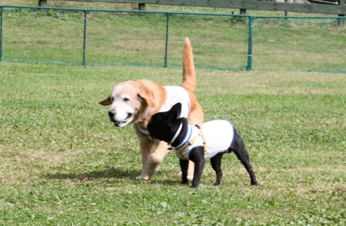e0192548_21382279.gif