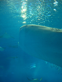 f0009451_15131934.jpg