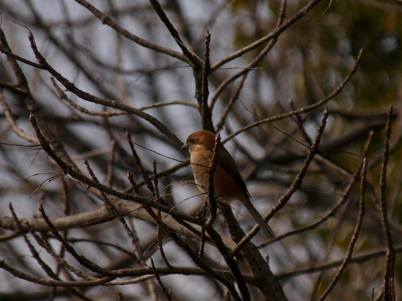 b0108186_2012761.jpg
