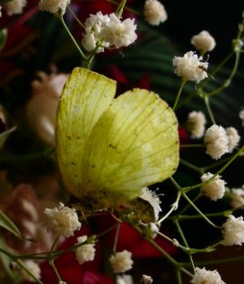 a0031000_20233330.jpg