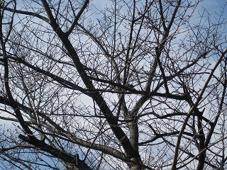 c0031124_15433343.jpg