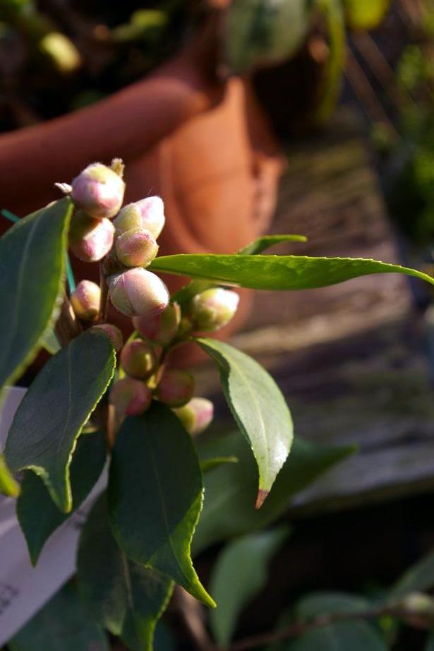 f0159267_20471090.jpg