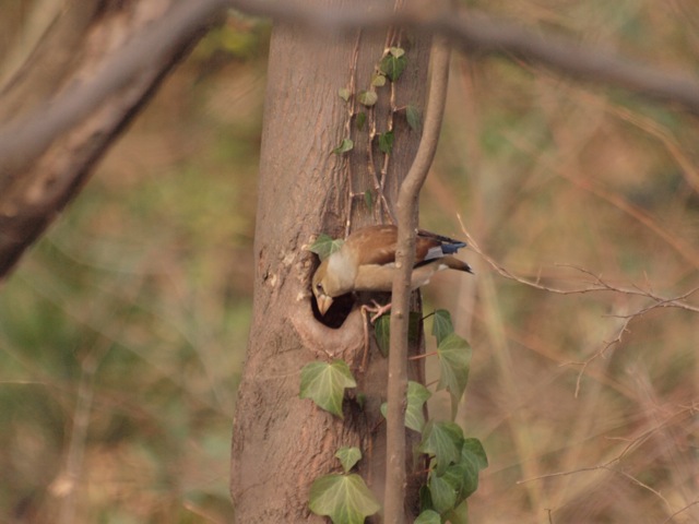 c0061282_18273244.jpg