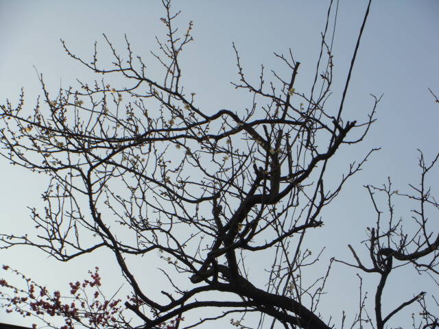 d0098295_16431556.jpg