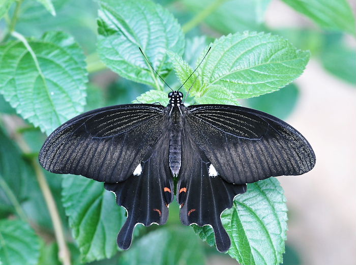 a0126632_2011545.jpg