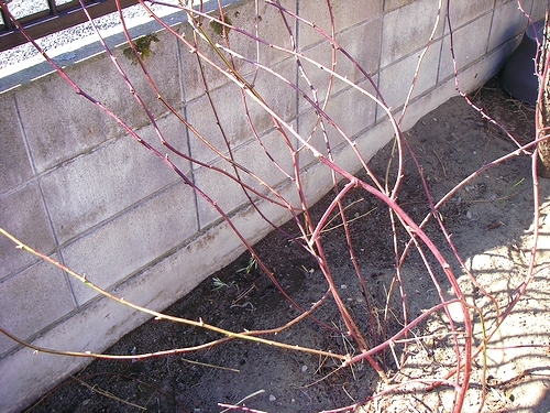 a0034438_115434100.jpg