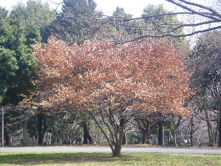 e0069647_21384296.jpg
