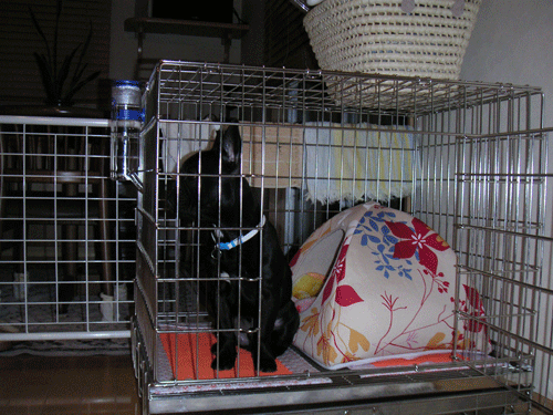 e0192548_10191754.gif