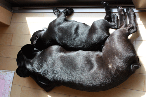 e0192548_13241867.gif