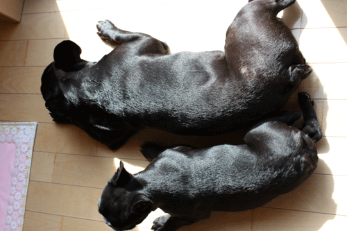 e0192548_1324261.gif