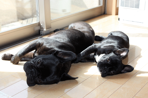 e0192548_13243657.gif