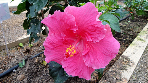 b0101263_14501497.jpg
