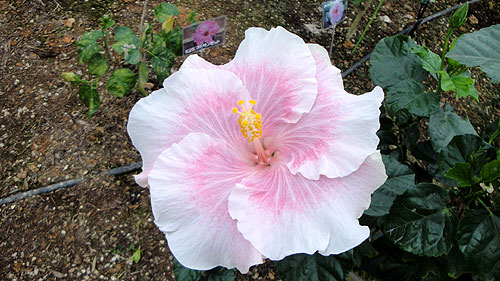 b0101263_14502440.jpg