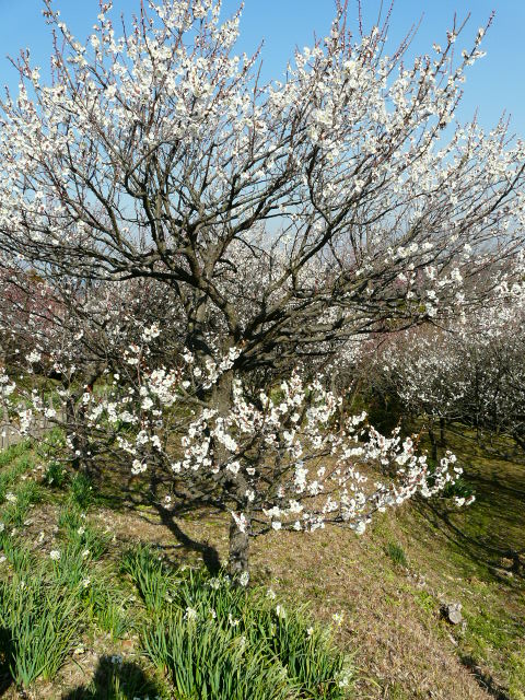 e0145782_1050334.jpg