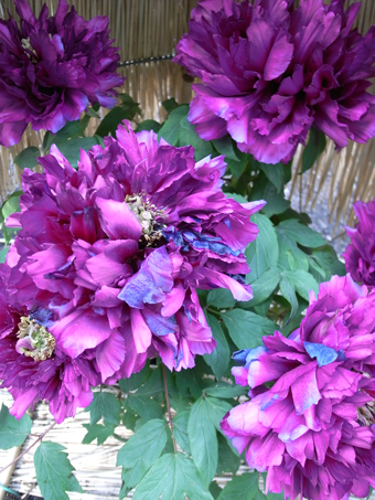 c0188784_11205464.jpg