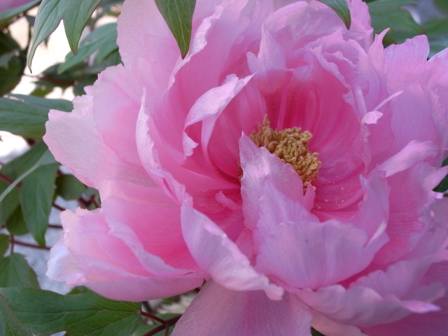 c0188784_184501.jpg