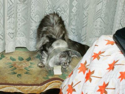 e0019594_23464099.jpg