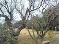 a0019212_20572270.jpg
