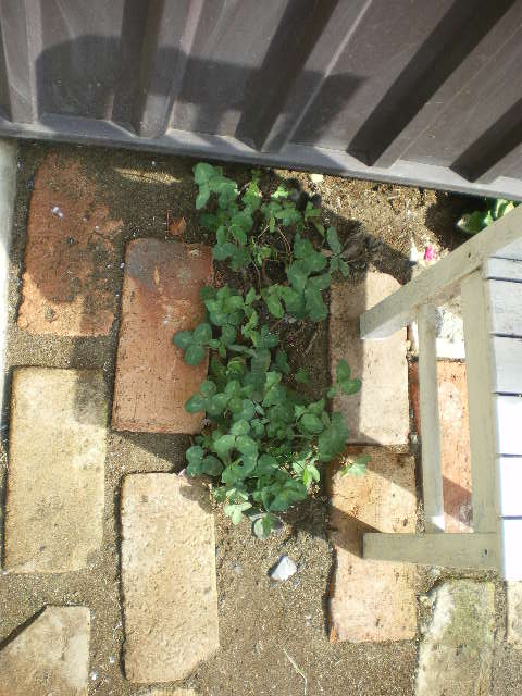 c0188613_1801448.jpg