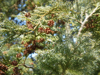 e0069647_10211965.jpg