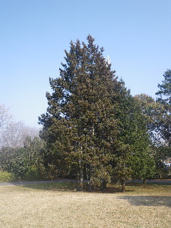 e0069647_1021738.jpg